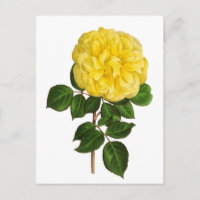 Botanical Yellow Peony