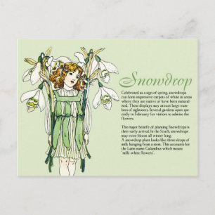 Botany Collector Vintage Snowdrops Girl Plant Info Postcard