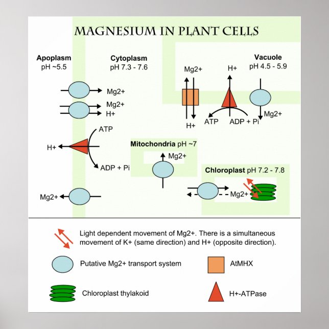 Botany Diagram of Magnesium in Plant Cells Poster (Front)