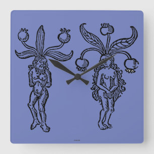 Botany: Mandrake, 1476 Square Wall Clock