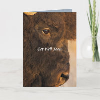 Both Ends Of The Buffalo Humourous Card