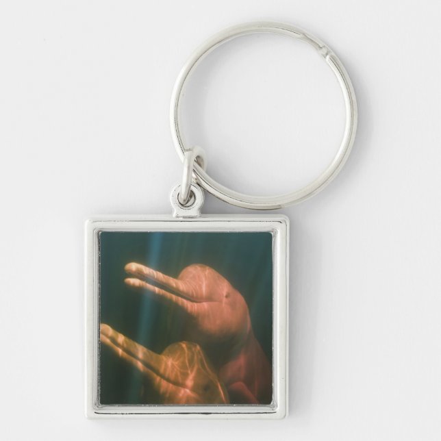 Boto, or Amazon River Dolphin (Inia geoffrensis) Key Ring (Front)