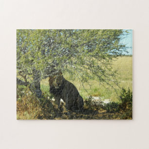 Botswana Central Kalahari Lion Savannah Africa Jigsaw Puzzle