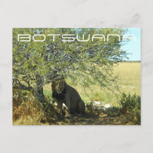 Botswana Central Kalahari Lion Savannah Travel Postcard