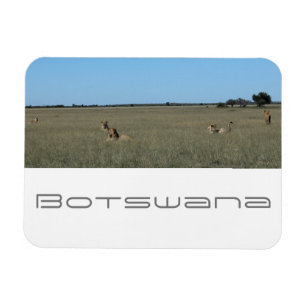 Botswana Central Kalahari Lions Savannah Travel Magnet