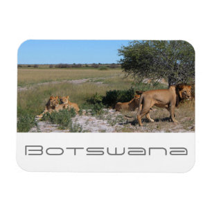 Botswana Central Kalahari Lions Savannah Travel Magnet