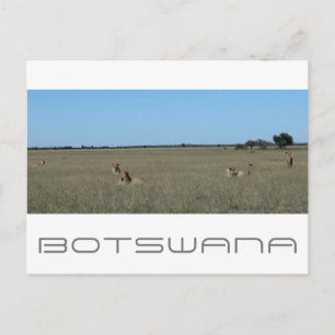 Botswana Central Kalahari Lions Savannah Travel Postcard