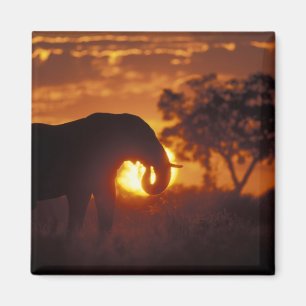 Botswana, Chobe National Park, Bull Elephant Magnet