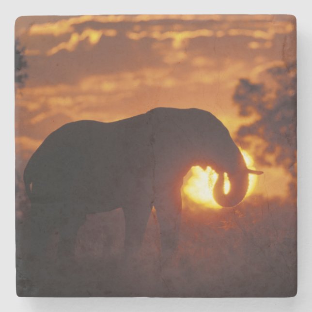 Botswana, Chobe National Park, Bull Elephant Stone Coaster (Front)