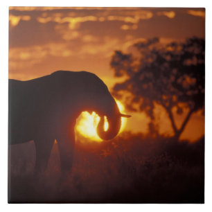 Botswana, Chobe National Park, Bull Elephant Tile
