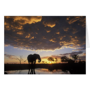 Botswana, Chobe National Park, Elephant