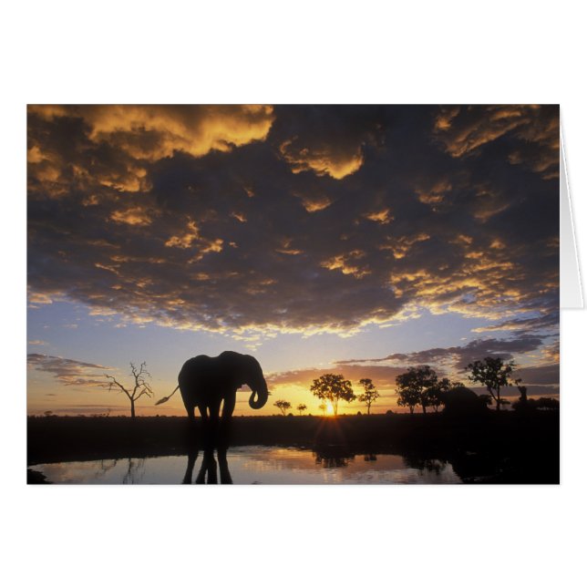 Botswana, Chobe National Park, Elephant (Front Horizontal)
