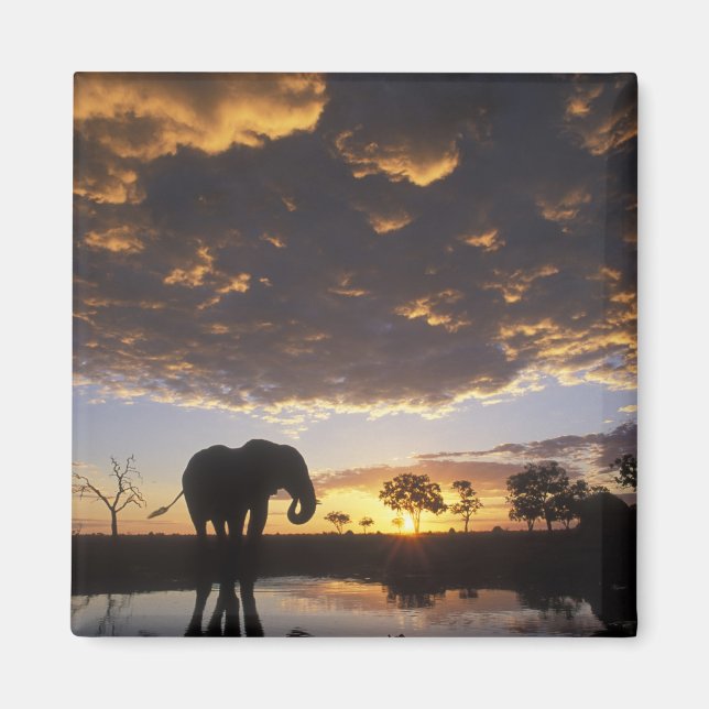 Botswana, Chobe National Park, Elephant Magnet (Front)