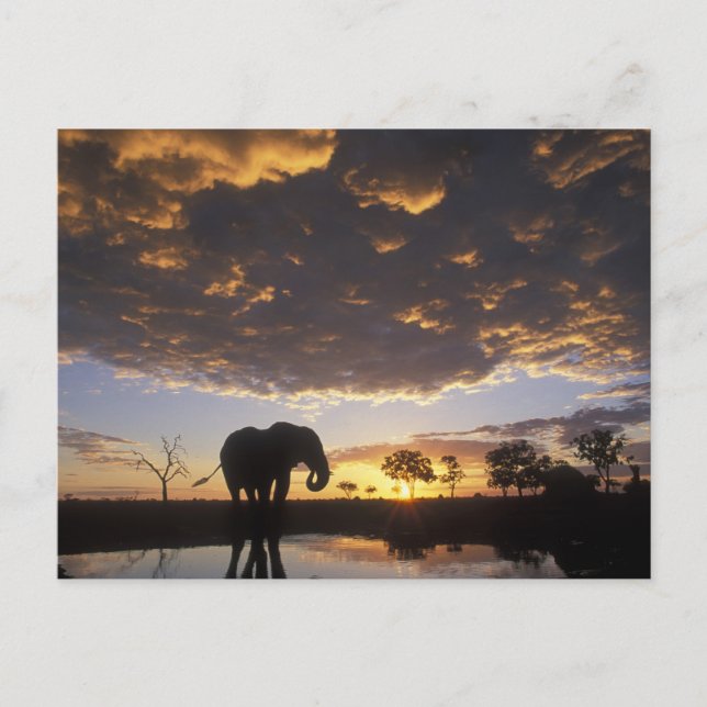 Botswana, Chobe National Park, Elephant Postcard (Front)