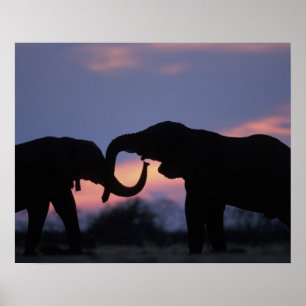 Botswana, Chobe National Park, Elephants Poster