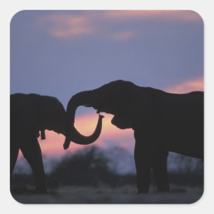 Botswana, Chobe National Park, Elephants Square Sticker