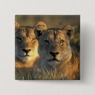 Botswana, Chobe National Park, Lionesses 15 Cm Square Badge