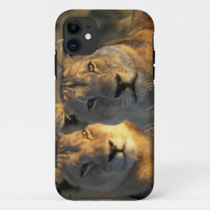 Botswana, Chobe National Park, Lionesses Case-Mate iPhone Case