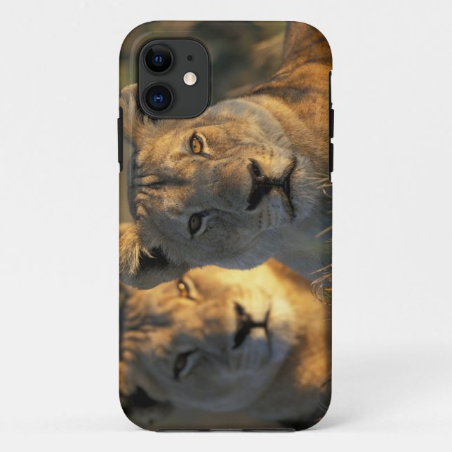 Botswana, Chobe National Park, Lionesses Case-Mate iPhone Case (Back)