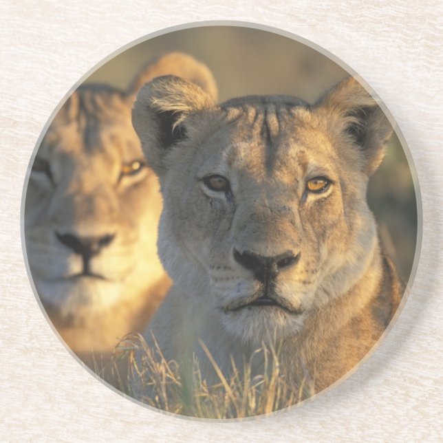 Botswana, Chobe National Park, Lionesses Coaster (Front)