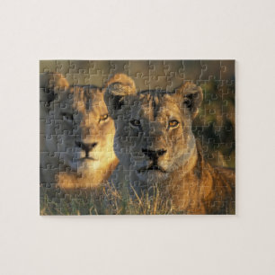 Botswana, Chobe National Park, Lionesses Jigsaw Puzzle