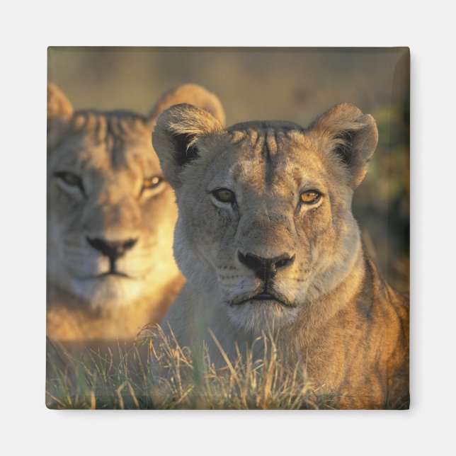 Botswana, Chobe National Park, Lionesses Magnet (Front)