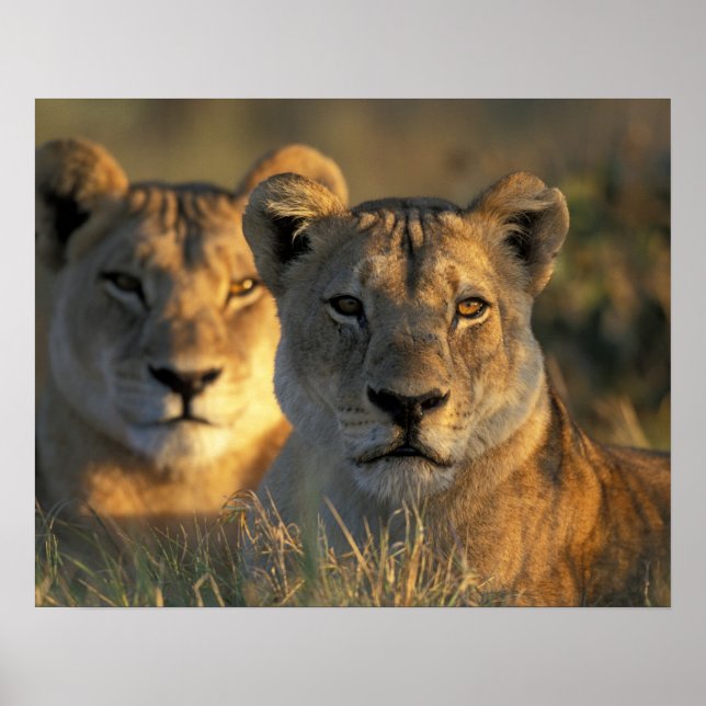 Botswana, Chobe National Park, Lionesses Poster (Front)