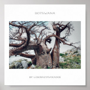 Botswana Kubu Island Baobab Travel Poster