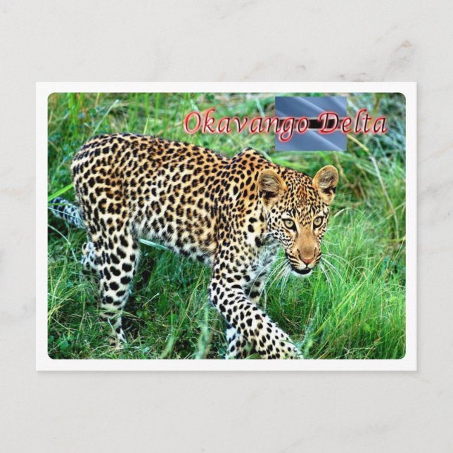 Botswana - Okavango Delta - Postcard (Front)