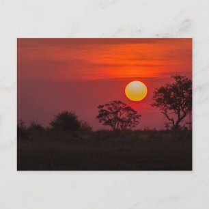 Botswana Okavango Delta Sunset Postcard