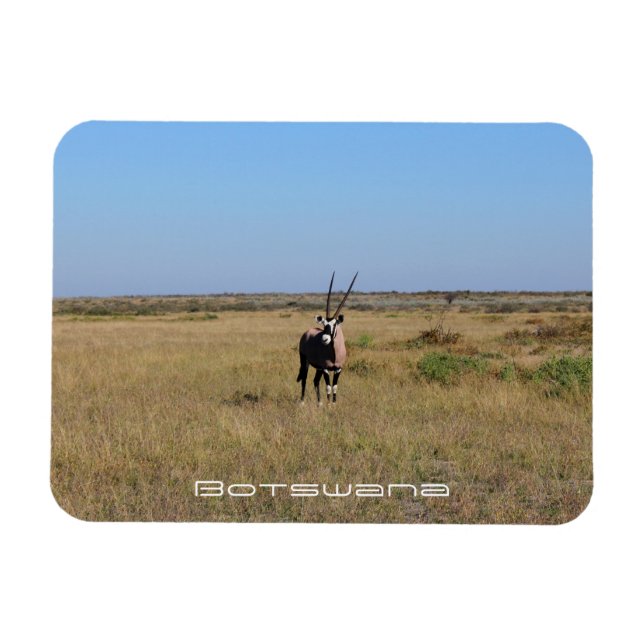 Botswana Oryx Animal Savannah Travel Magnet (Horizontal)