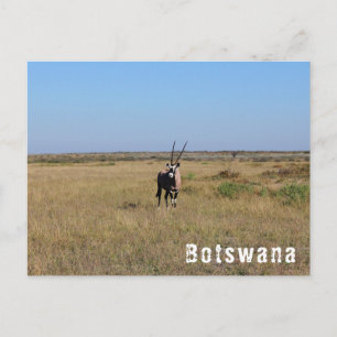 Botswana Oryx Wild Animals Savannah Landscape Postcard