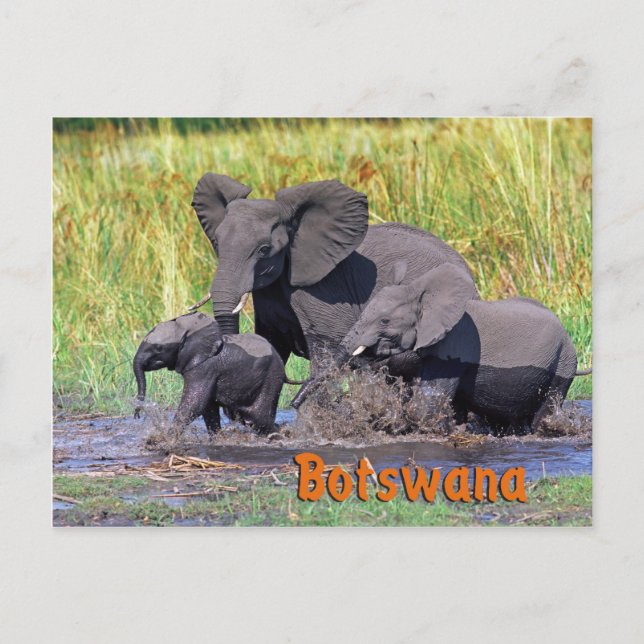Botswana Postcard (Front)