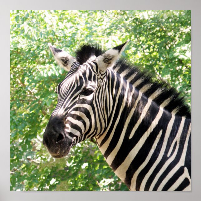 Botswana Poster (Front)