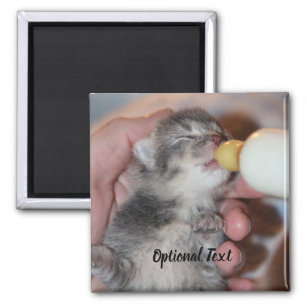 Bottle Feeding Newborn Rescue Tabby Kitten Magnet
