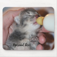 Bottle Feeding Newborn Rescue Tabby Kitten