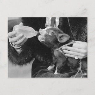 Bottle Feeding the Pet Piglet Postcard