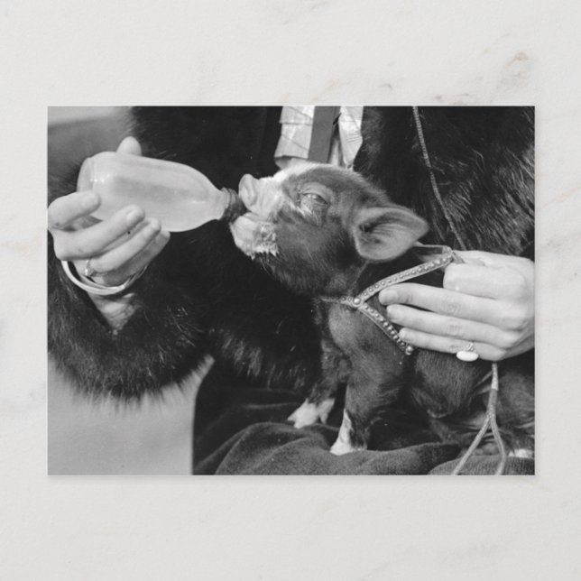 Bottle Feeding the Pet Piglet Postcard (Front)