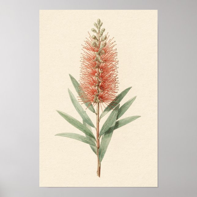 Bottlebrush Flower Botanical Poster (Front)