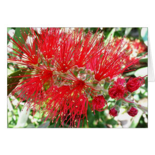 Bottlebrush Flower Red Tropical Floral