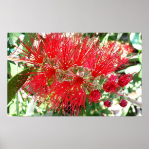 Bottlebrush Flower Red Tropical Floral Poster