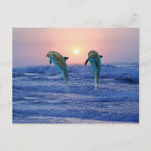 Bottlenose Dolphin at sunrise Postcard (Front)