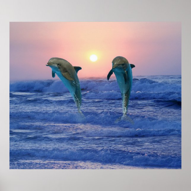 Bottlenose Dolphin at Sunrise Poster (Front)