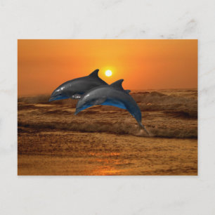 Bottlenose Dolphin at Sunset Postcard