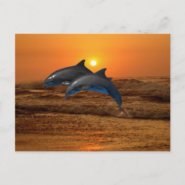 Bottlenose Dolphin at Sunset Postcard (Front)