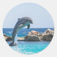 Bottlenose Dolphin