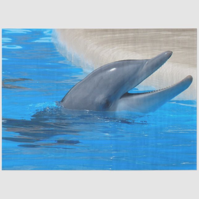 Bottlenose Dolphin Decoupage Tissue Paper (Front)