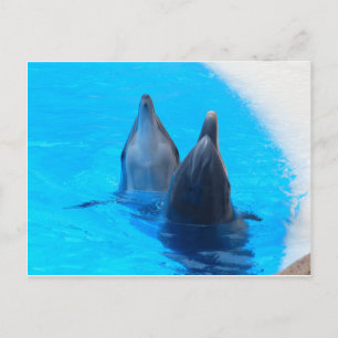 bottlenose dolphin fish marine ocean under water postcard