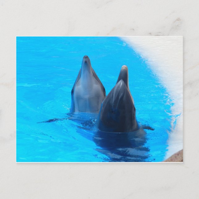 bottlenose dolphin fish marine ocean under water postcard (Front)