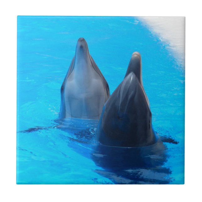 bottlenose dolphin fish marine ocean under water tile (Front)
